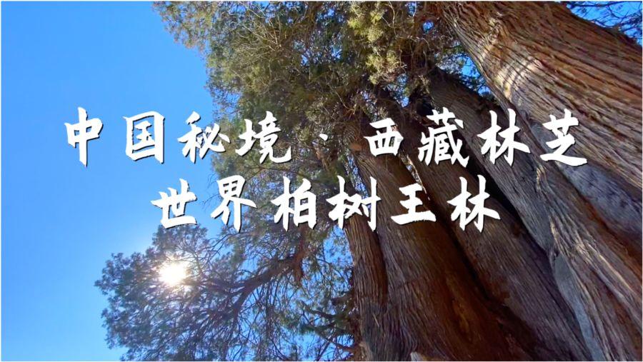 【两会关注】岳太绘代表：建标准、提素质、延产链，传承创新 中医药产业发展