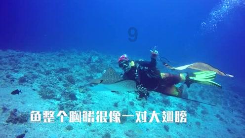 渣渣辉传奇